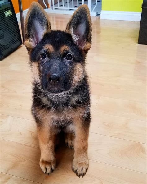 alsatian dog puppy for sale|german shepherd puppies around me.